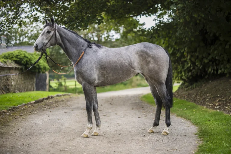 RC Syndicate Horse Greycee Bell standing