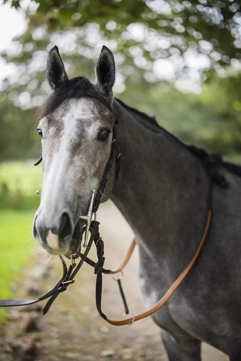 RC Syndicate Horse Greycee Bell close up