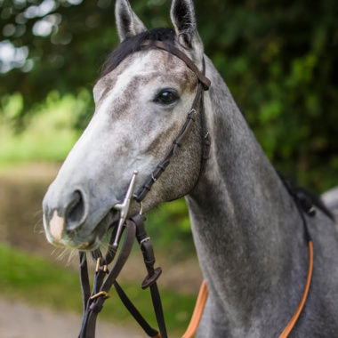 RC Syndicate Horse Greycee Bell
