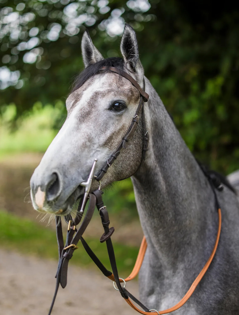 RC Syndicate Horse Greycee Bell