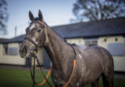 Encouraging Hurdles Debut From Dayzee At Plumpton – Race Report