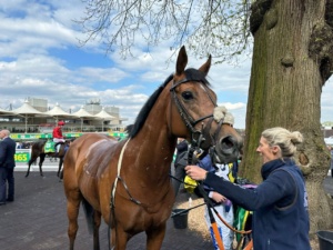 Dunstan after his race in the Classic Trial at Sandown Park Racecourse