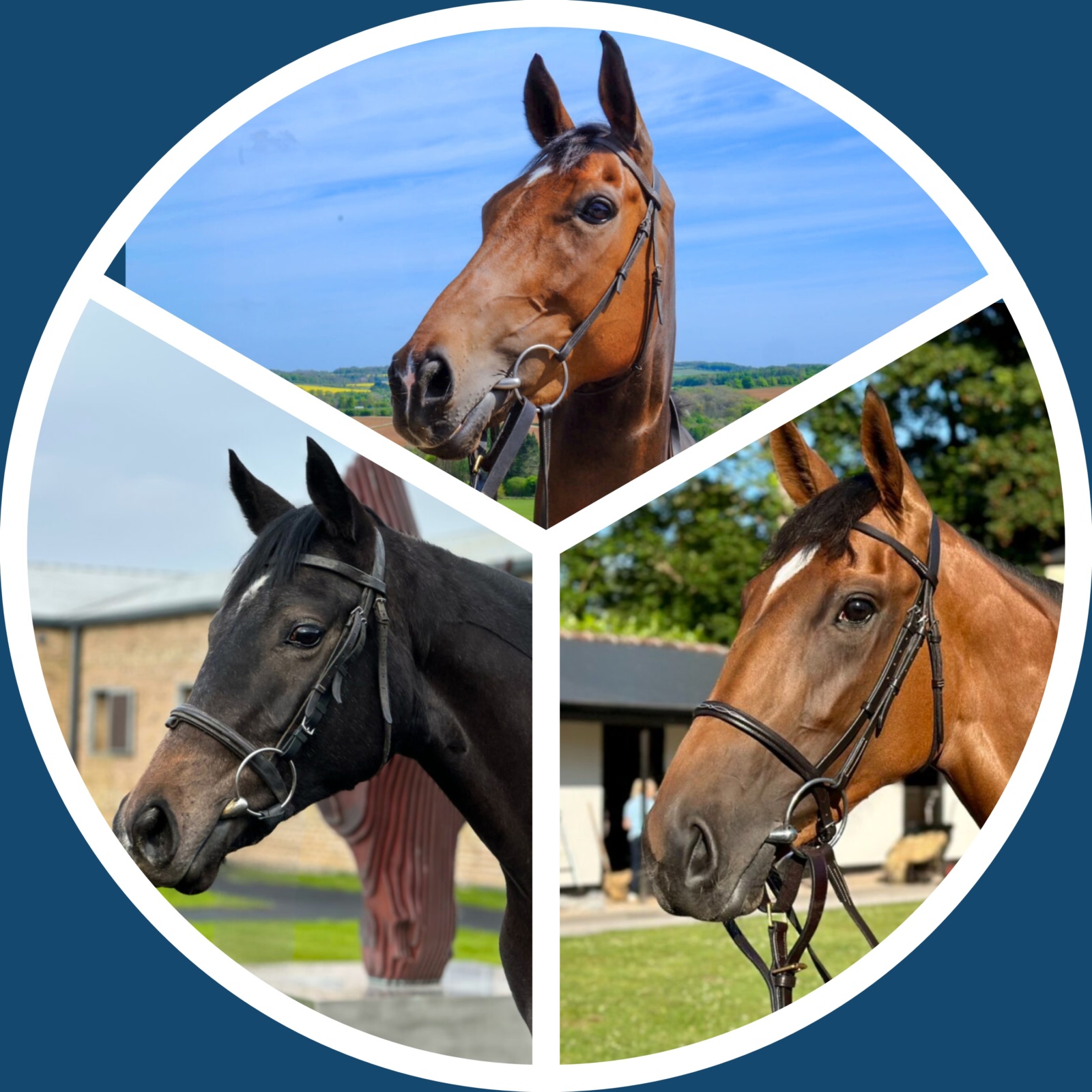 Horse Package 1