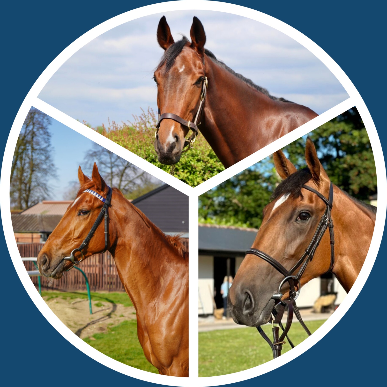 Horse Package 2