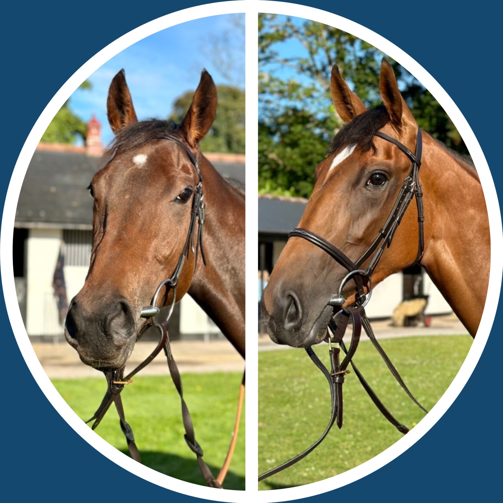 Horse Package 3