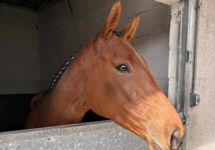 Magic Runner Produces Encouraging Effort from Wide Draw – Race Report