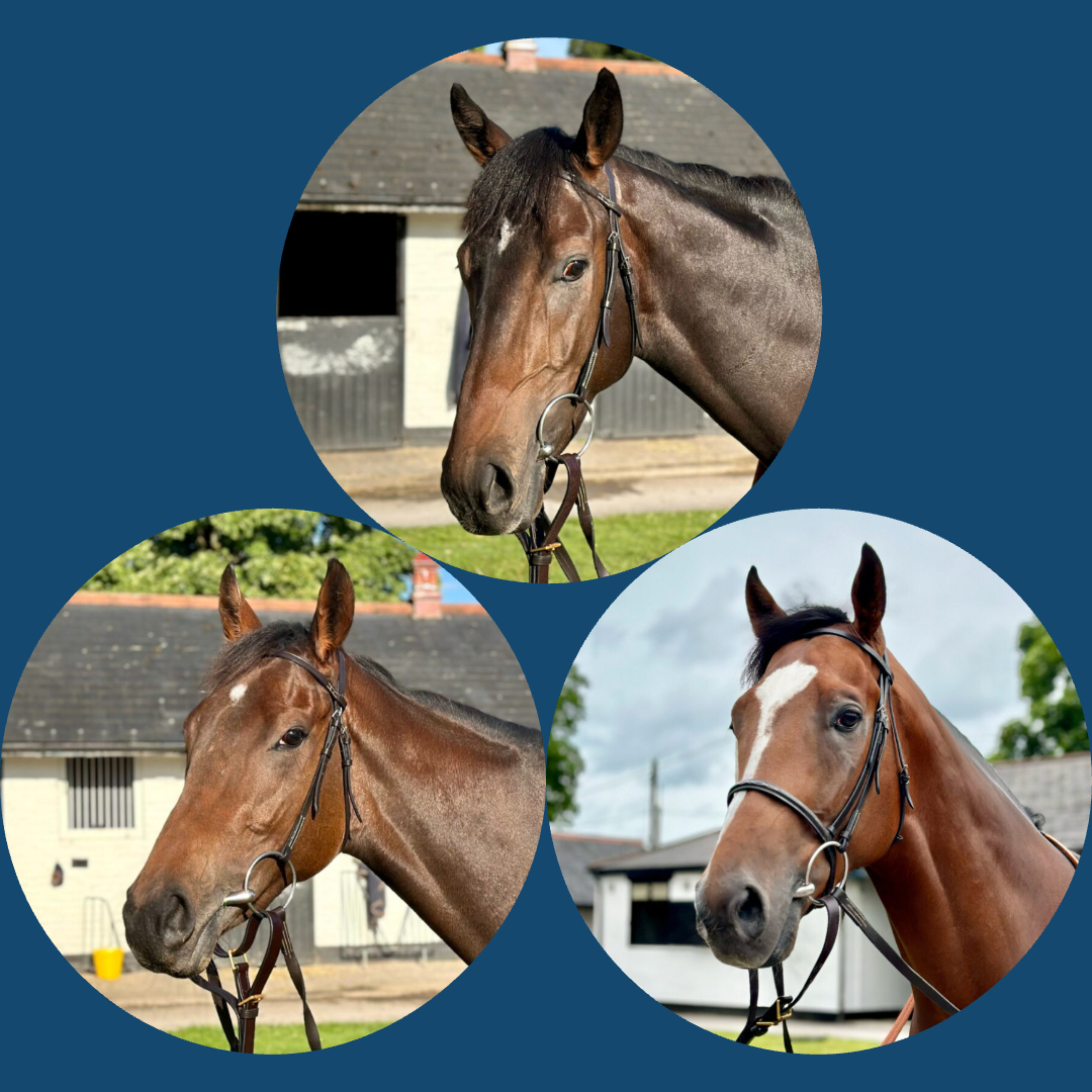 Black Friday Package 2