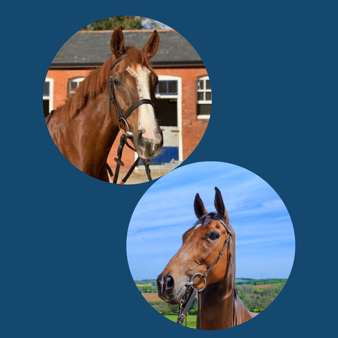 Black Friday Package 1